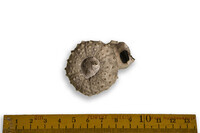 F 03523
<br/>
<br/>
<em></em>